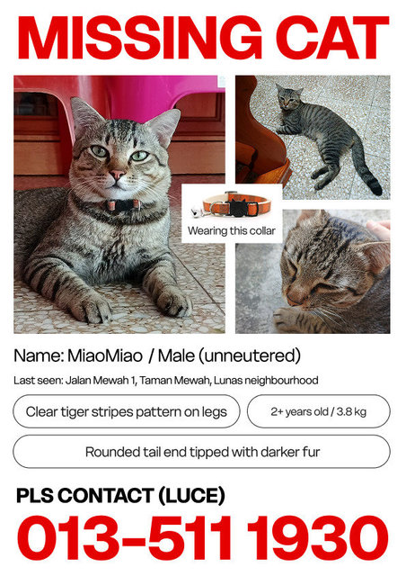 Miaomiao - Tabby Cat