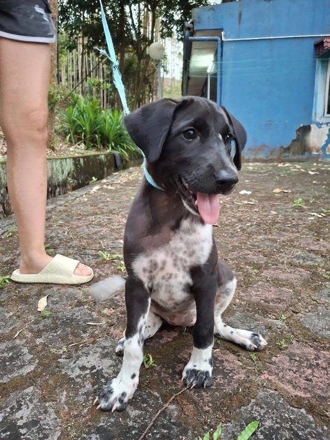 Oreo Girl ( Black Sandwich With Cream)  - Mixed Breed Dog