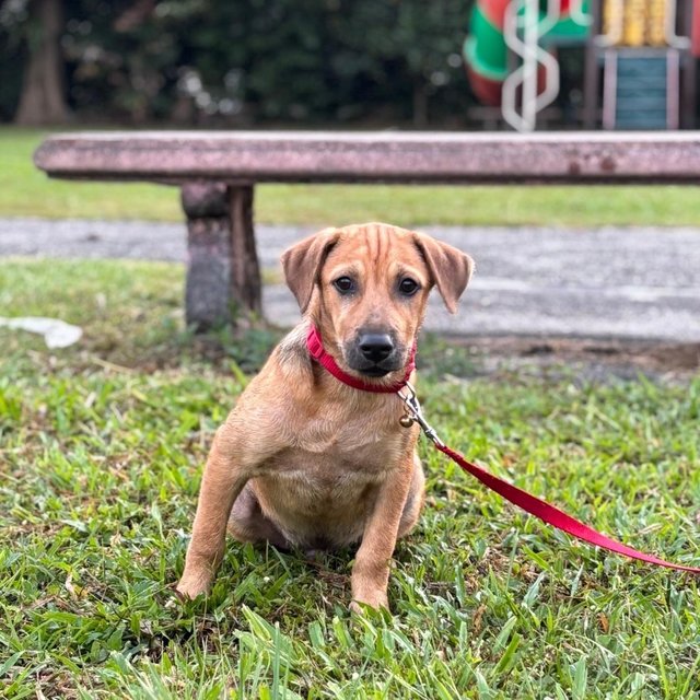 Timmy  - Black Mouth Cur + Jack Russell Terrier Dog