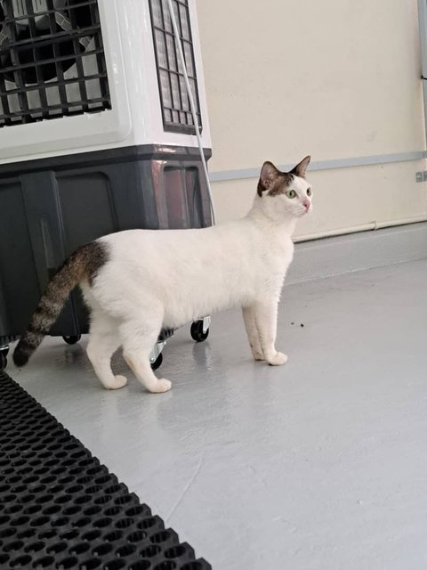 Putih - Domestic Short Hair Cat