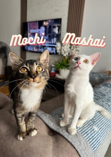 Moshi &amp; Mashai - Domestic Long Hair + Domestic Short Hair Cat