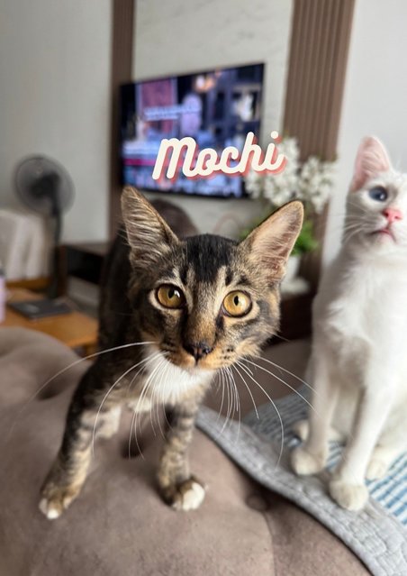 Moshi &amp; Mashai - Domestic Long Hair + Domestic Short Hair Cat