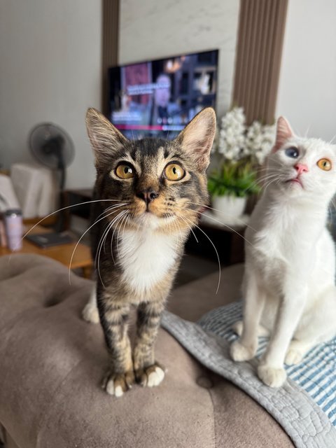 Moshi &amp; Mashai - Domestic Long Hair + Domestic Short Hair Cat