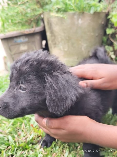 PF139682 - Poodle Mix Dog