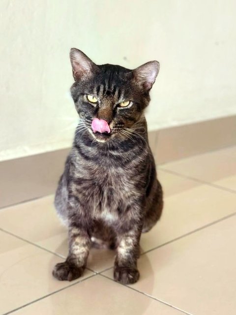 Bruno😎 - Domestic Short Hair Cat