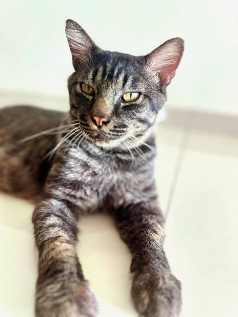 Bruno😎 - Domestic Short Hair Cat