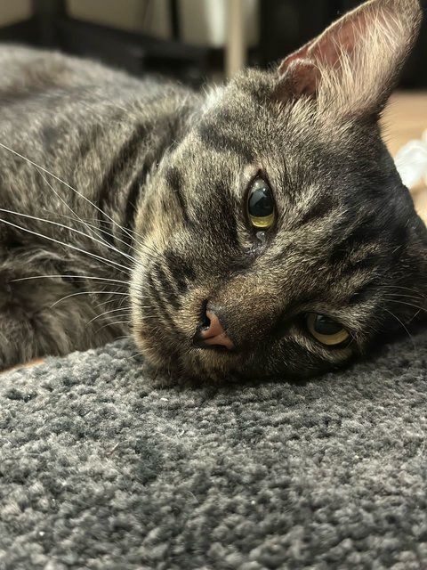Bruno😎 - Domestic Short Hair Cat