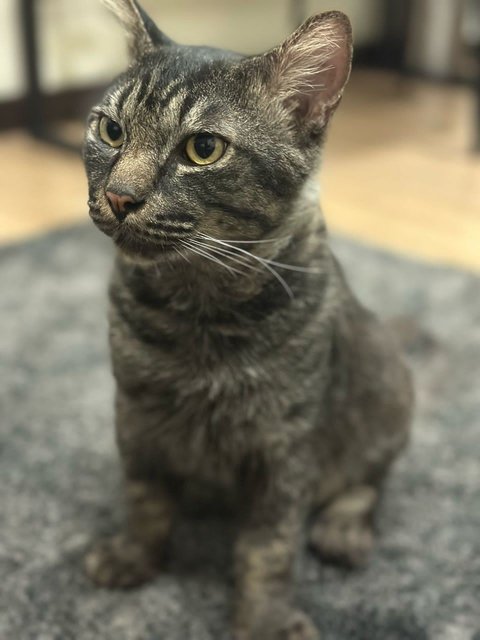 Bruno😎 - Domestic Short Hair Cat