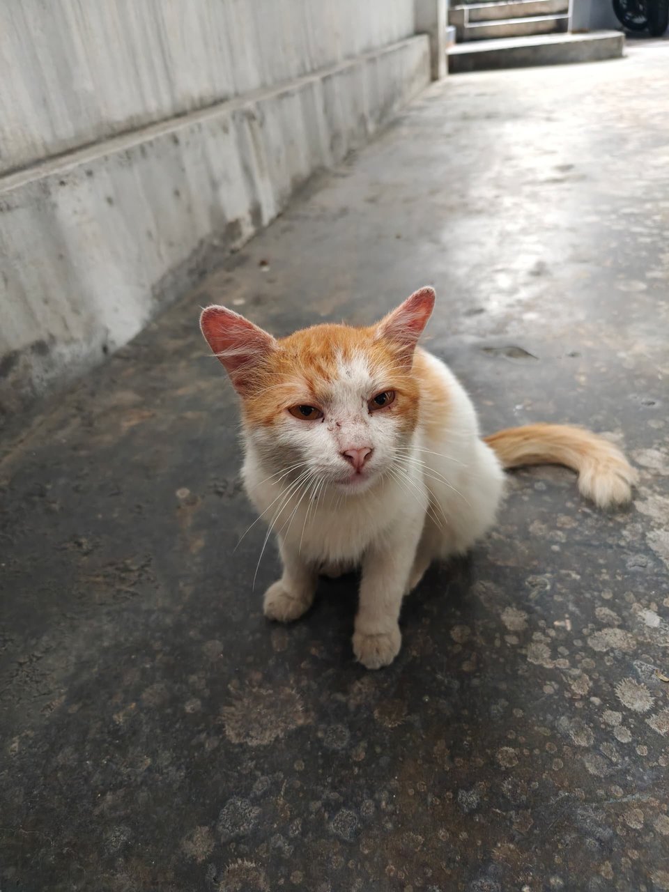 Fred Weasley  - Domestic Medium Hair Cat