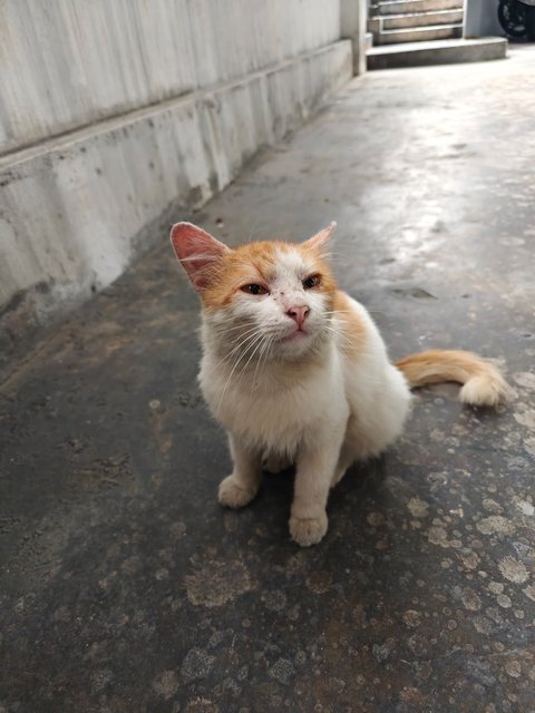 Fred Weasley  - Domestic Medium Hair Cat