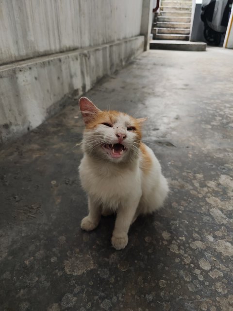 Fred Weasley  - Domestic Medium Hair Cat