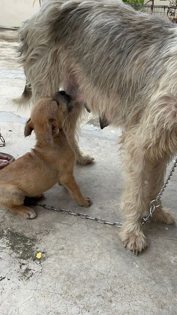 Mama,puppy - Mixed Breed Dog