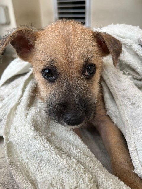 Mama,puppy - Mixed Breed Dog