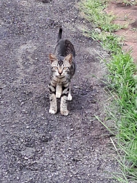 Tam - Domestic Short Hair + Tiger Cat