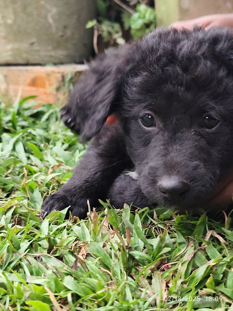 PF139689 - Poodle Mix Dog