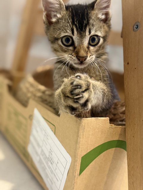 Luna - Domestic Short Hair Cat