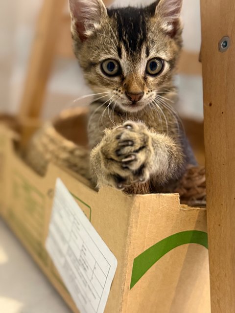 Luna - Domestic Short Hair Cat