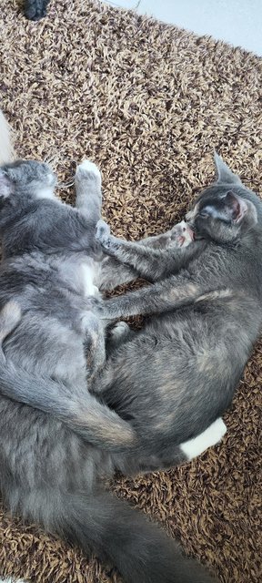 Maince Coon X Bsh - British Shorthair + Maine Coon Cat