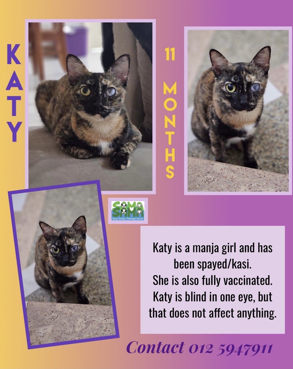 Katy Penang - Tortoiseshell Cat