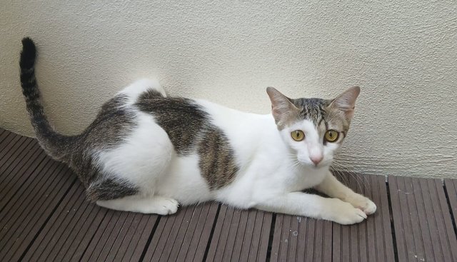 Mini Manja In Penang  - Domestic Short Hair Cat