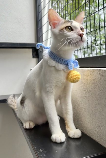 Finn Manja Boy - Penang - Domestic Short Hair Cat