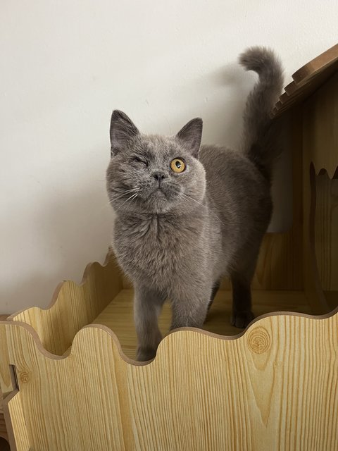 PF139705 - British Shorthair Cat