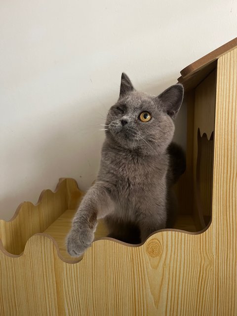 PF139705 - British Shorthair Cat