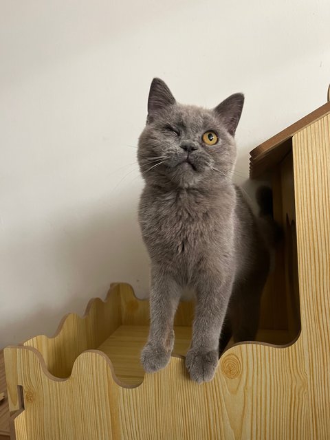 PF139705 - British Shorthair Cat