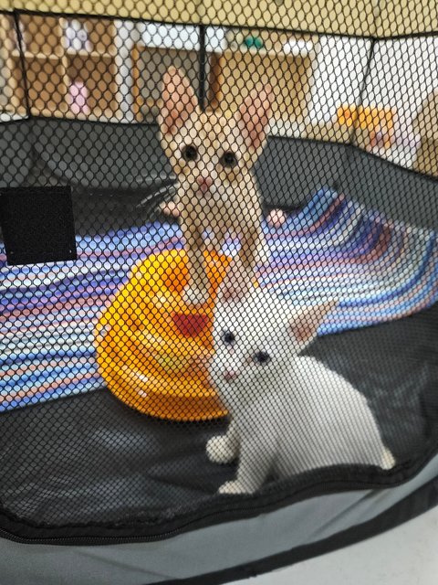 Oranges Twins - Domestic Short Hair Cat