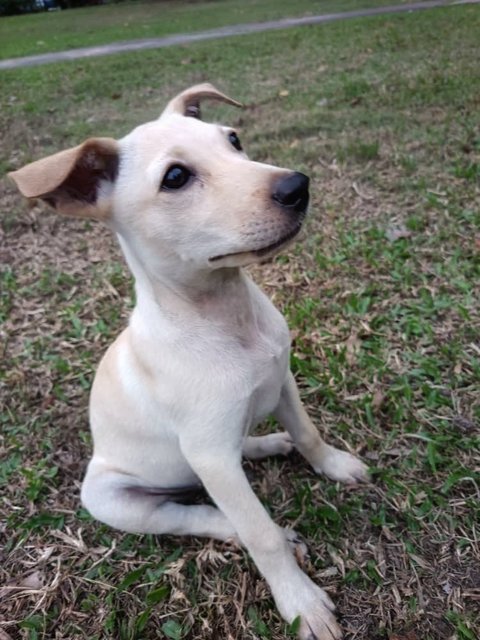 Milky - Mixed Breed Dog