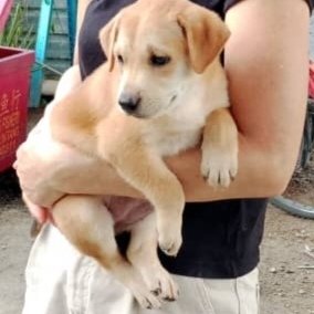 Mina &amp; Poppi - Labrador Retriever Mix Dog