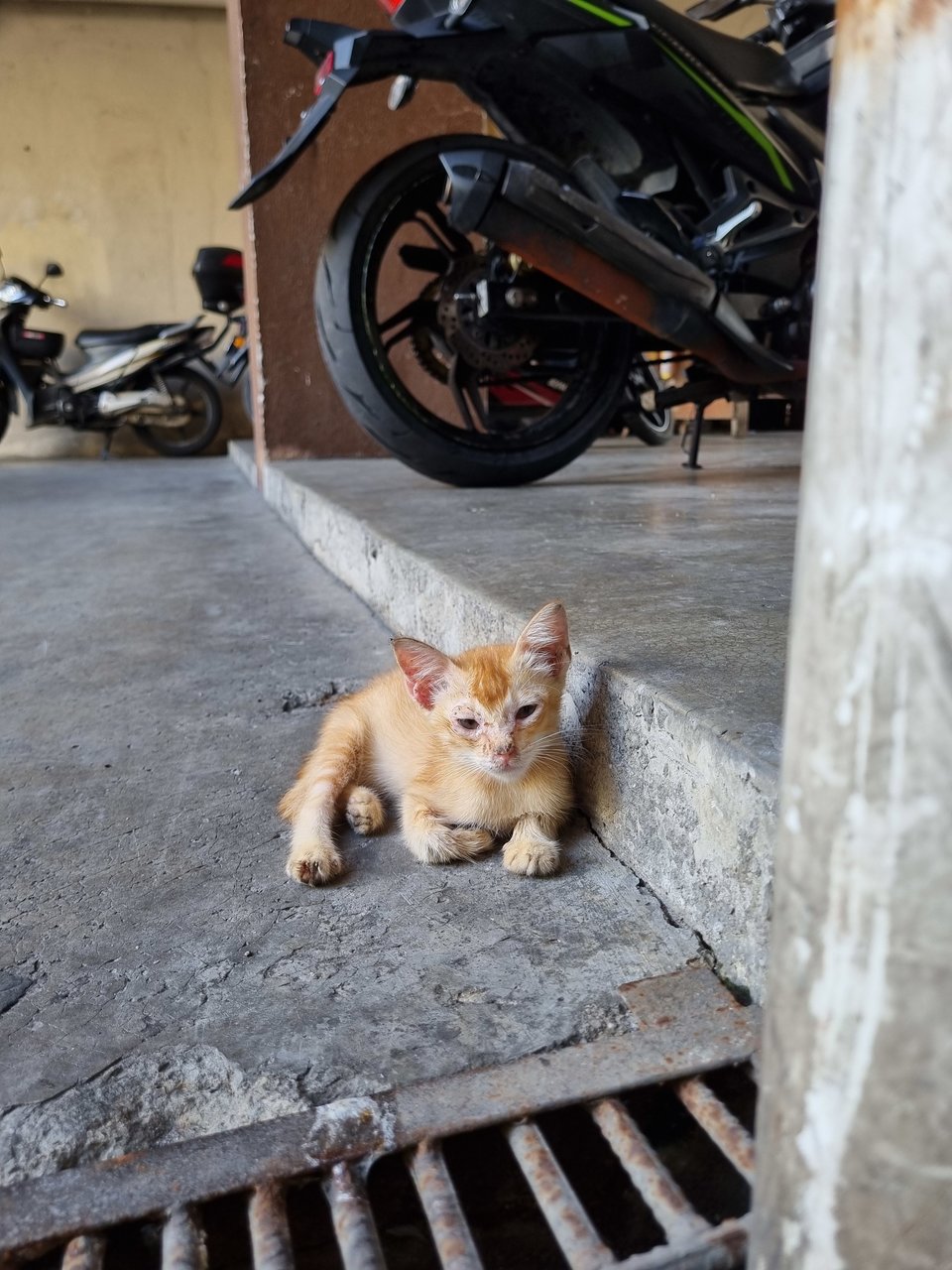 Manson - Domestic Short Hair Cat