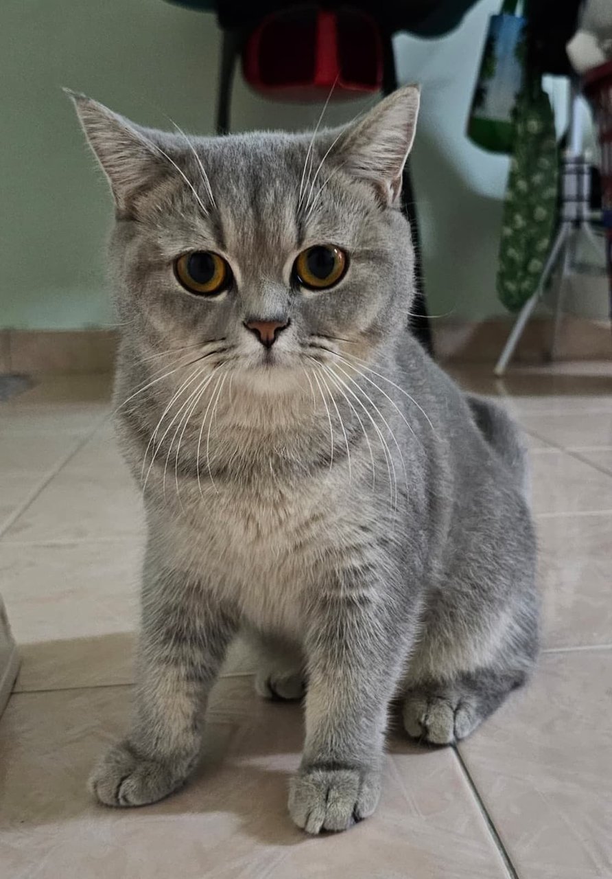 Bsh Silver Golden - British Shorthair Cat