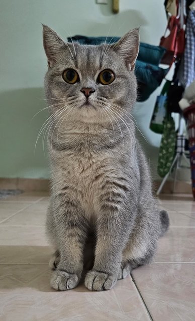 Bsh Silver Golden - British Shorthair Cat