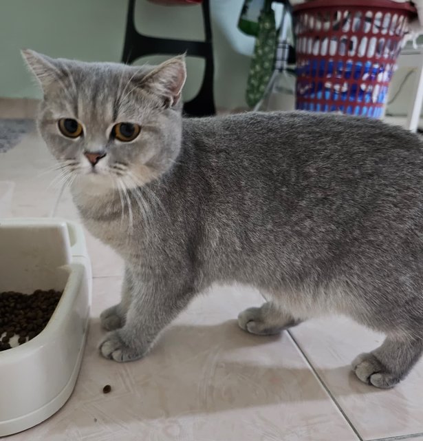 Bsh Silver Golden - British Shorthair Cat