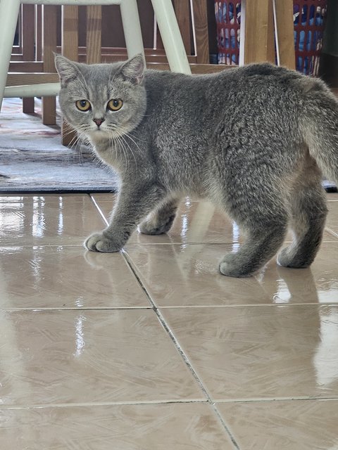 Bsh Silver Golden - British Shorthair Cat