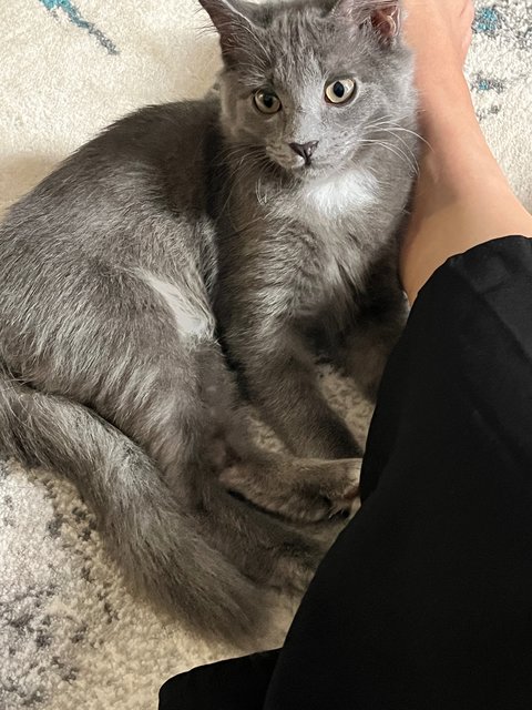 Dusty - Domestic Short Hair Cat