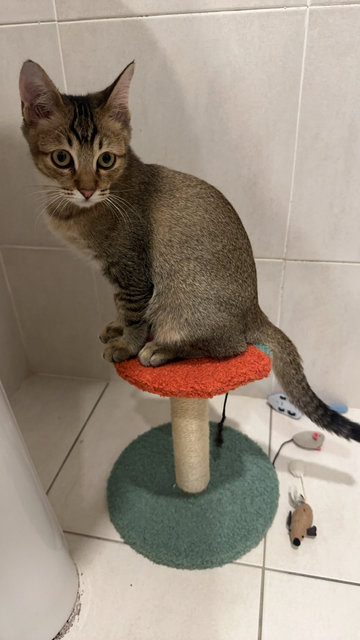 Kili (Kilimanjaro) - Domestic Short Hair Cat