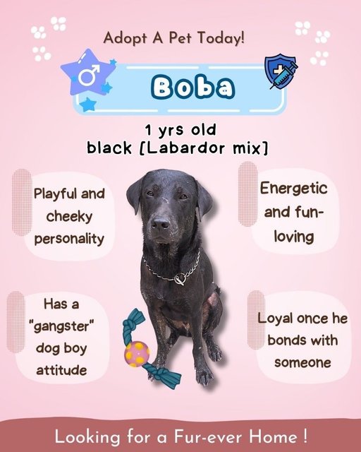 Bibie And Gang - Great Dane Mix Dog