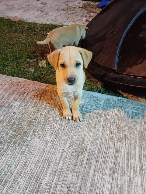 Puppies - Mixed Breed Dog