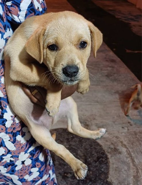 Puppies - Mixed Breed Dog