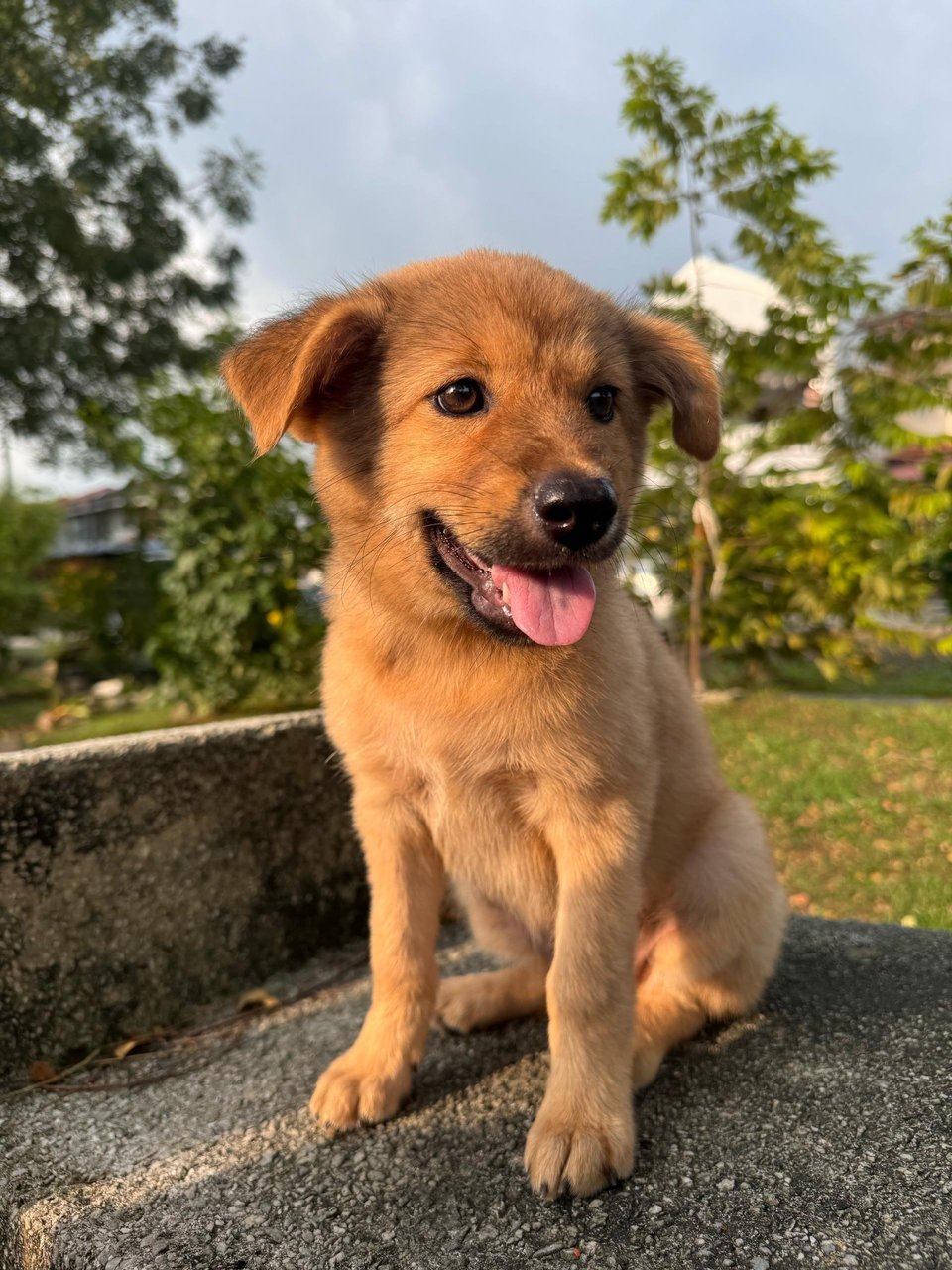 Taffie Girl - Mixed Breed Dog