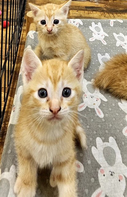 Nugget, Nestum, Ginger, Sunny, Nacho - Tabby Cat