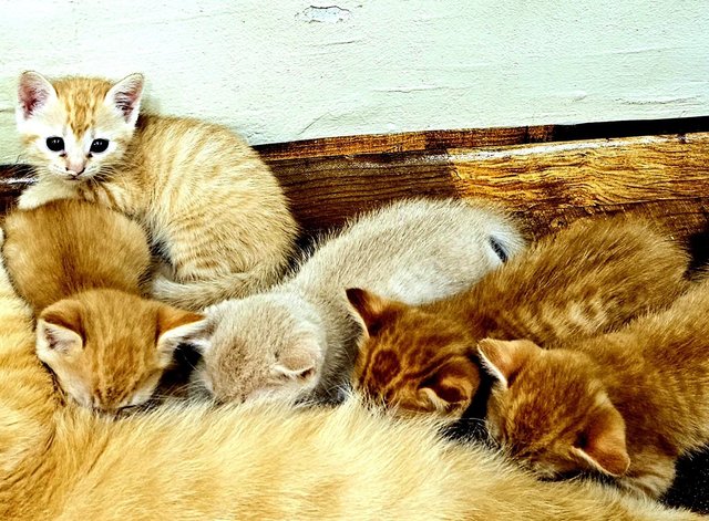 Nugget, Nestum, Ginger, Sunny, Nacho - Tabby Cat