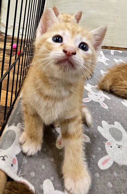 Nugget, Nestum, Ginger, Sunny, Nacho - Tabby Cat