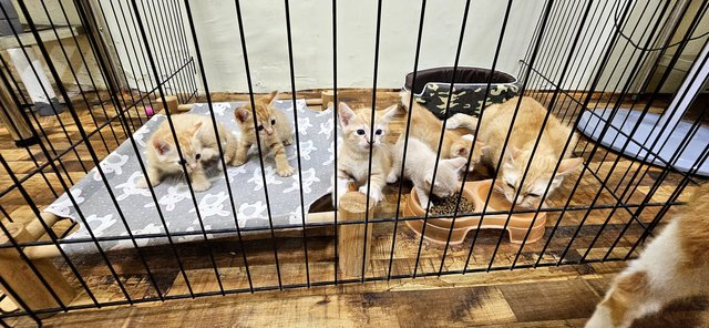 Nugget, Nestum, Ginger, Sunny, Nacho - Tabby Cat