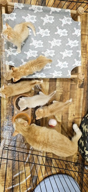 Nugget, Nestum, Ginger, Sunny, Nacho - Tabby Cat