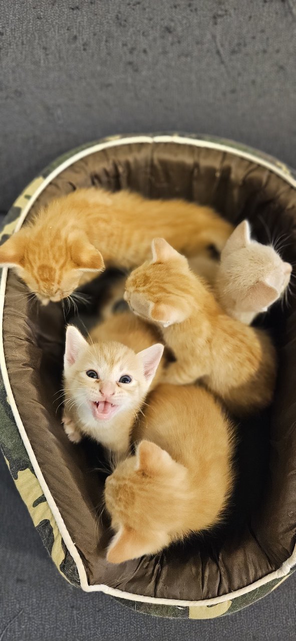 Nugget, Nestum, Ginger, Sunny, Nacho - Tabby Cat