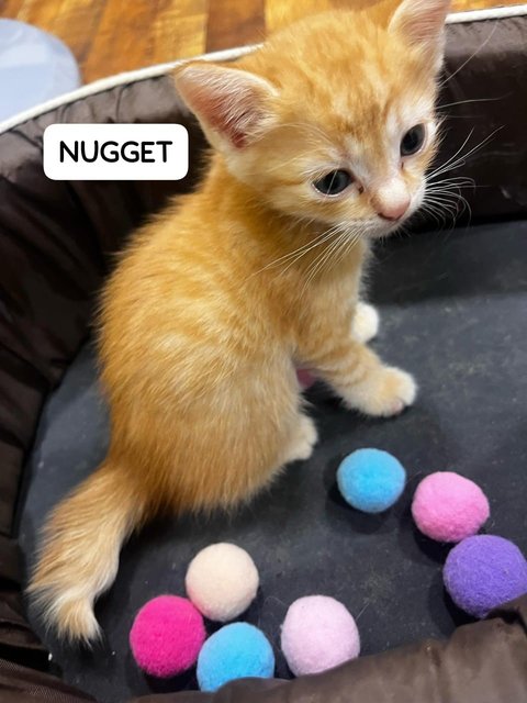 Nugget, Nestum, Ginger, Sunny, Nacho - Tabby Cat