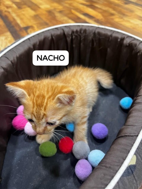 Nugget, Nestum, Ginger, Sunny, Nacho - Tabby Cat